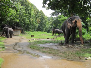 sri lanka 378