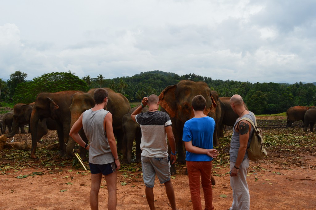 Elefánt árvaházban