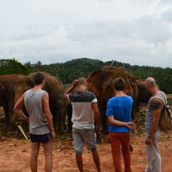 Elefánt árvaházban