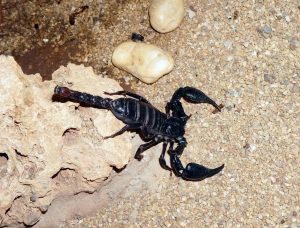 scorpion-1387838_1920