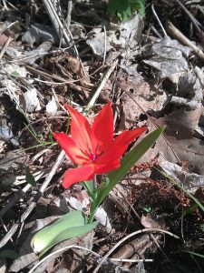 tulip-105630_640
